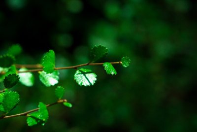 Betula nana - bříza trpasličí - lístky